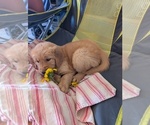 Small #3 English Cream Golden Retriever