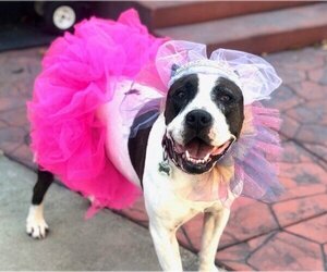 American Pit Bull Terrier-Unknown Mix Dogs for adoption in Berkeley, CA, USA
