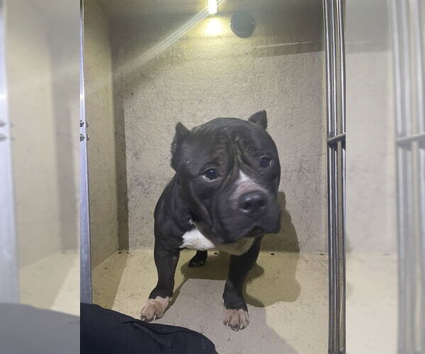 Medium Photo #1 American Bulldog Puppy For Sale in Louisville, KY, USA