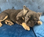 Small #4 French Bulldog