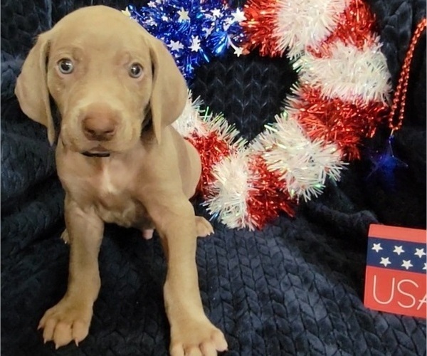 Medium Photo #4 Weimaraner Puppy For Sale in NEWCASTLE, OK, USA