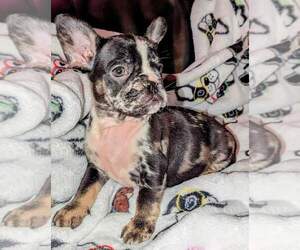 French Bulldog Puppy for sale in SALISBURY, NC, USA