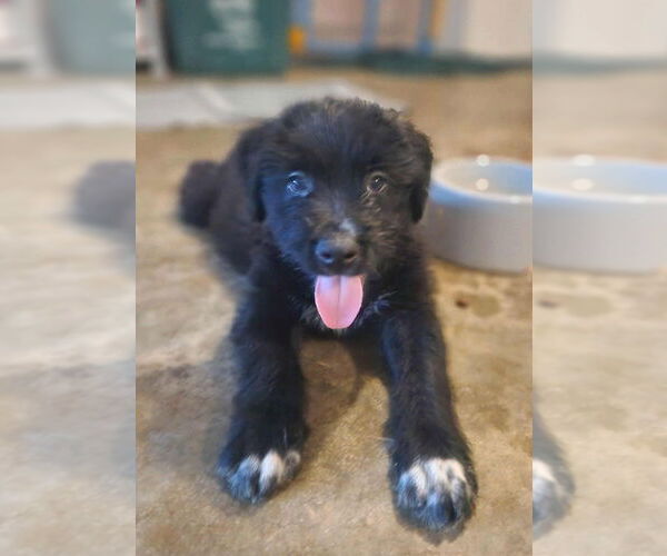 Medium Photo #2 Mutt Puppy For Sale in Candler, NC, USA