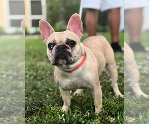 French Bulldog Puppy for sale in HOLLYWOOD, FL, USA