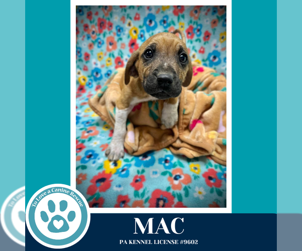 Medium Photo #1 Mutt Puppy For Sale in Kimberton, PA, USA