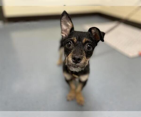 Medium Photo #1 Chihuahua-Norwich Terrier Mix Puppy For Sale in Denver, CO, USA