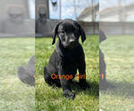 Small #1 Labrador Retriever