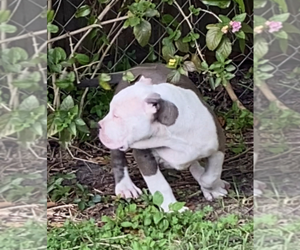 Medium Photo #26 American Bully Puppy For Sale in JACKSONVILLE, FL, USA