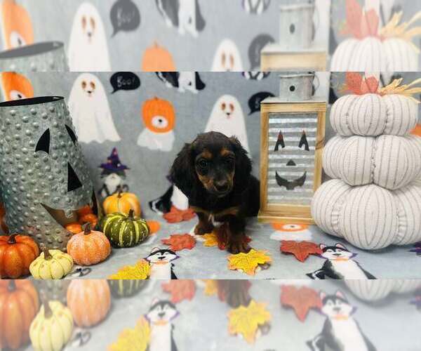 Medium Photo #1 Dachshund Puppy For Sale in CINCINNATI, OH, USA