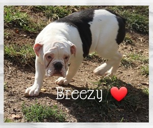 Olde English Bulldogge Puppy for sale in PINE VILLAGE, IN, USA