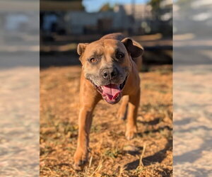 Mutt Dogs for adoption in Sacramento, CA, USA
