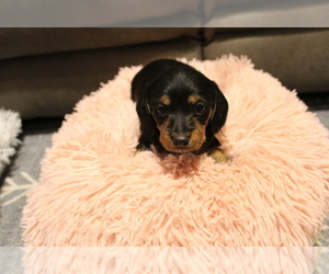 Dachshund Puppy for sale in ANDREWS, IN, USA