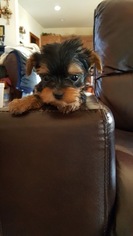 Yorkshire Terrier Puppy for sale in NICHOLSON, GA, USA