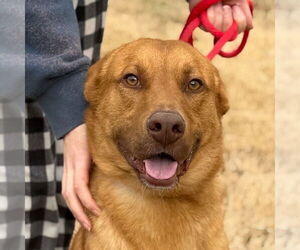 Unknown-Vizsla Mix Dogs for adoption in Yardley, PA, USA