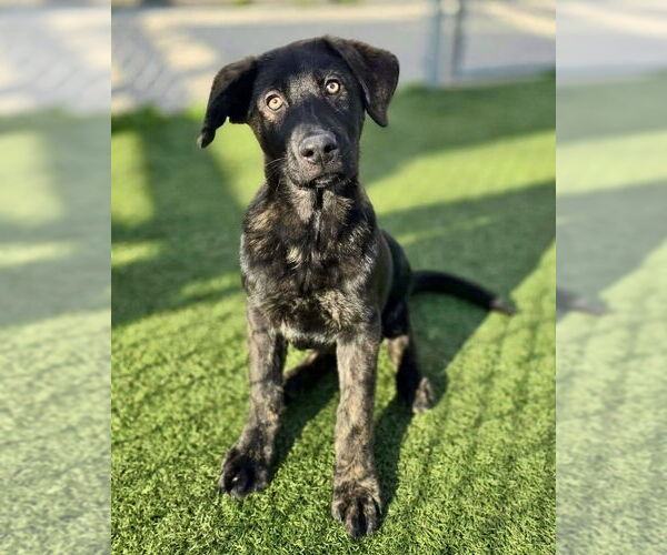 Medium Photo #2 German Shepherd Dog-Unknown Mix Puppy For Sale in Brewster, NY, USA