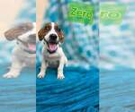 Zero- beagle mix - Male Beagle-Unknown Mix Dog for Adoption - Small photo