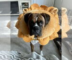 Small #3 Boxer