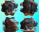Puppy Puppy #5 Cavachon-Cavapoo Mix
