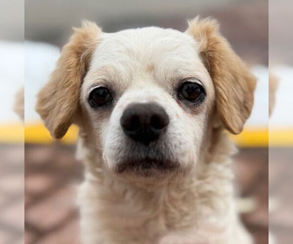 Medium Photo #1 Cocker Spaniel Puppy For Sale in Arlington, VA, USA