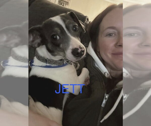 Medium Photo #2 Chiweenie Puppy For Sale in Foristell, MO, USA