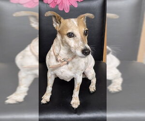 Parson Russell Terrier Dogs for adoption in Augusta, GA, USA