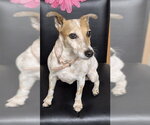 FRECKLES - Female Parson Russell Terrier Dog for Adoption - Small photo