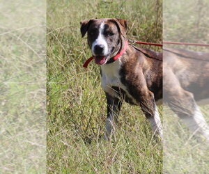 Tulip - Female Mutt Dog for Adoption - Photo #2