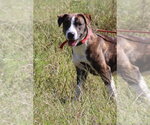 Small Photo #2 Mutt Puppy For Sale in garner, NC, USA