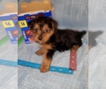 Small Photo #217 Yorkshire Terrier Puppy For Sale in AKRON, OH, USA