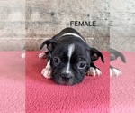 Small #3 Boston Terrier