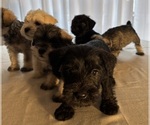 Small #4 Schnauzer (Miniature)