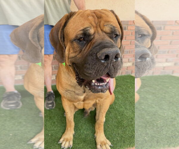 Medium Photo #3 Mutt Puppy For Sale in Goodyear, AZ, USA