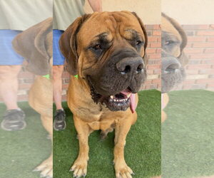 Harold - Male Mutt Dog for Adoption - Photo #3
