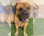 Small Photo #3 Mutt Puppy For Sale in Goodyear, AZ, USA