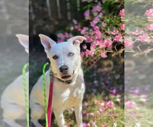 Siberian Husky-Unknown Mix Dogs for adoption in San Diego, CA, USA