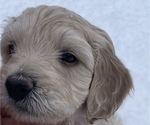 Puppy 1 Goldendoodle (Miniature)