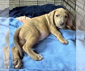 Basset Hound-Unknown Mix Dogs for adoption in New York, NY, USA