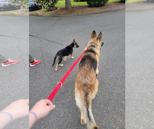 Medium Photo #9 German Shepherd Dog-Unknown Mix Puppy For Sale in Seattle, WA, USA