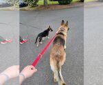 Small #8 German Shepherd Dog Mix