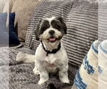 Small #1 Shih Tzu Mix