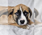 Small #5 Australian Shepherd-Bulldog Mix