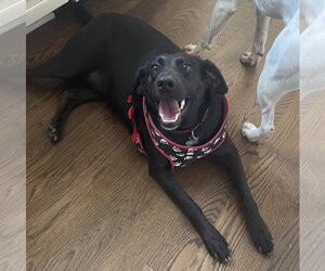 Labrador Retriever-Unknown Mix Dogs for adoption in Holly Springs, NC, USA