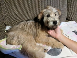 soft coated wheaten for sale