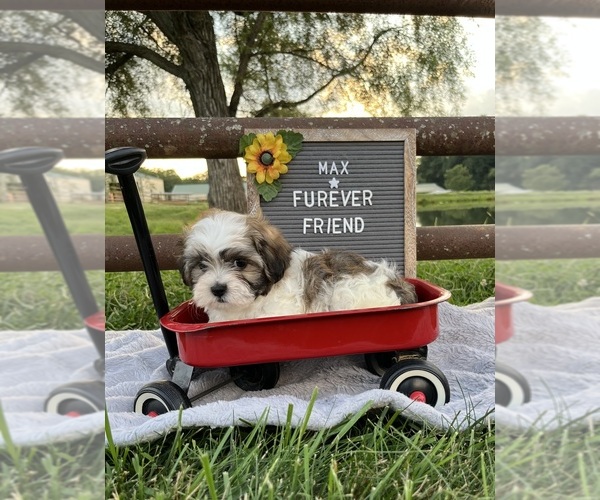 Medium Photo #2 Zuchon Puppy For Sale in BLOOMFIELD, IN, USA