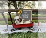 Max - Male Zuchon Puppy for Sale - Photo #2