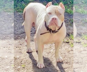 Mother of the American Bully puppies born on 11/14/2023