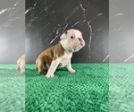 Small Photo #41 Boston Terrier Puppy For Sale in TULARE, CA, USA