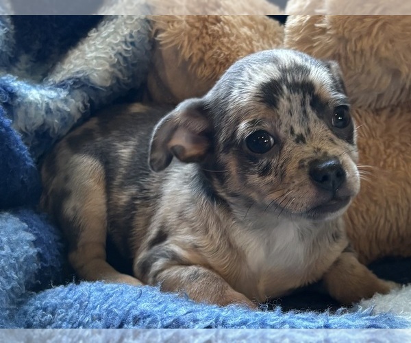 Medium Photo #1 Chihuahua Puppy For Sale in APPLETON, WI, USA