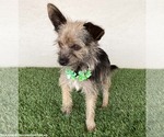 Small #2 Cairn Terrier Mix