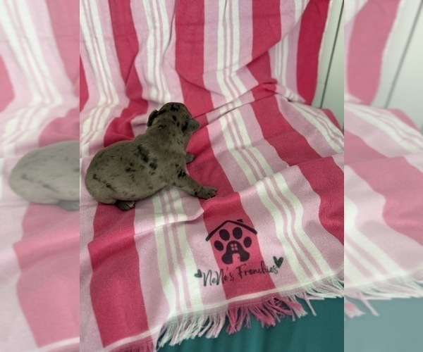 Medium Photo #19 French Bulldog Puppy For Sale in OPP, AL, USA